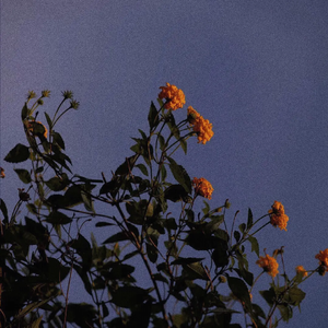 马豆mv影视高清视频免费观看
